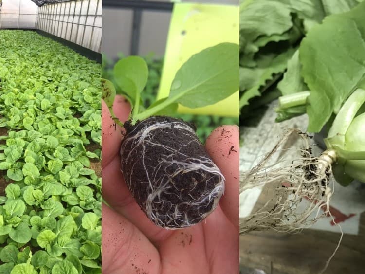 農用活性水- 溫室葉菜