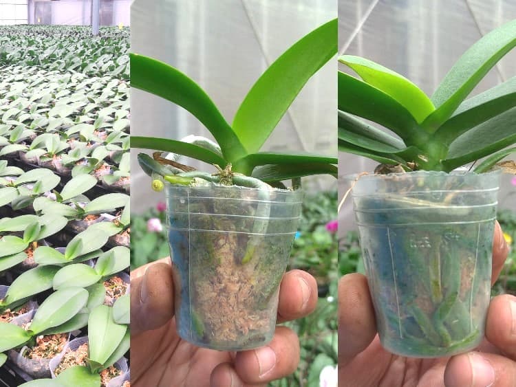農用活性水能夠促進蝴蝶蘭的根系生長,有效提升產量與品質